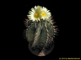 Astrophytum ornatum 925